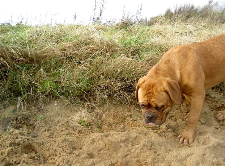 Dogue de bordeaux samia (Himmelhund) billede 3