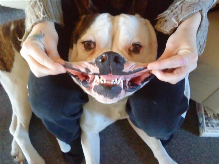 Amerikansk bulldog Zako aKa Underbid - :o) billede 1