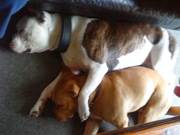 Amerikansk bulldog Zako aKa Underbid - Ligger og putter med min bror Felix, det er bare dejligt :o) billede 2