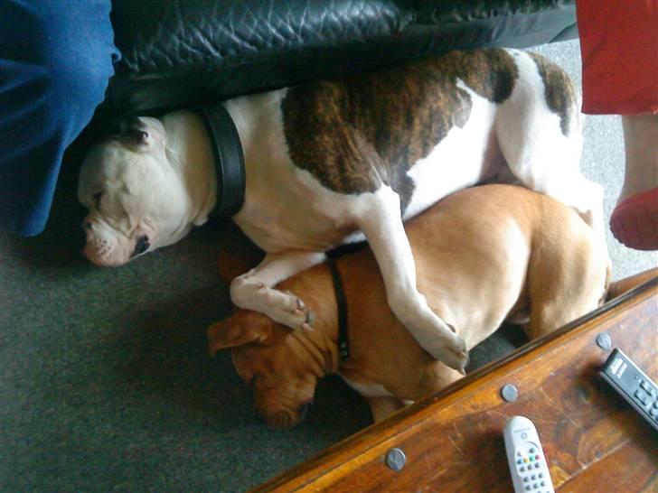 Amerikansk bulldog Zako aKa Underbid - Det bliver bare ikk bedre :o) billede 3