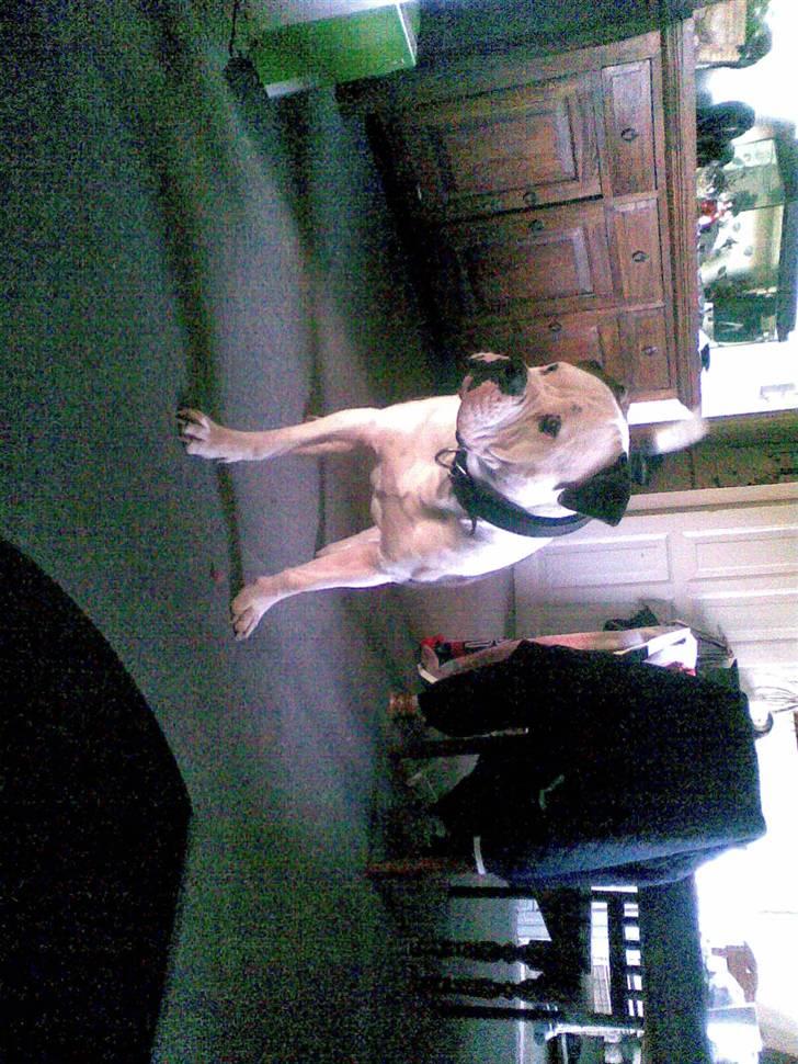 Amerikansk bulldog Zako aKa Underbid billede 4