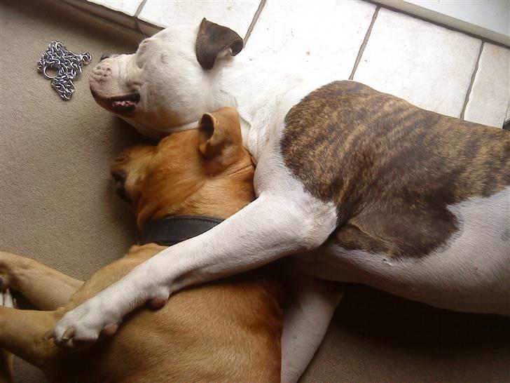 Amerikansk bulldog Zako aKa Underbid - Der er ikk noget som en god kammerat at sove med :-) billede 5