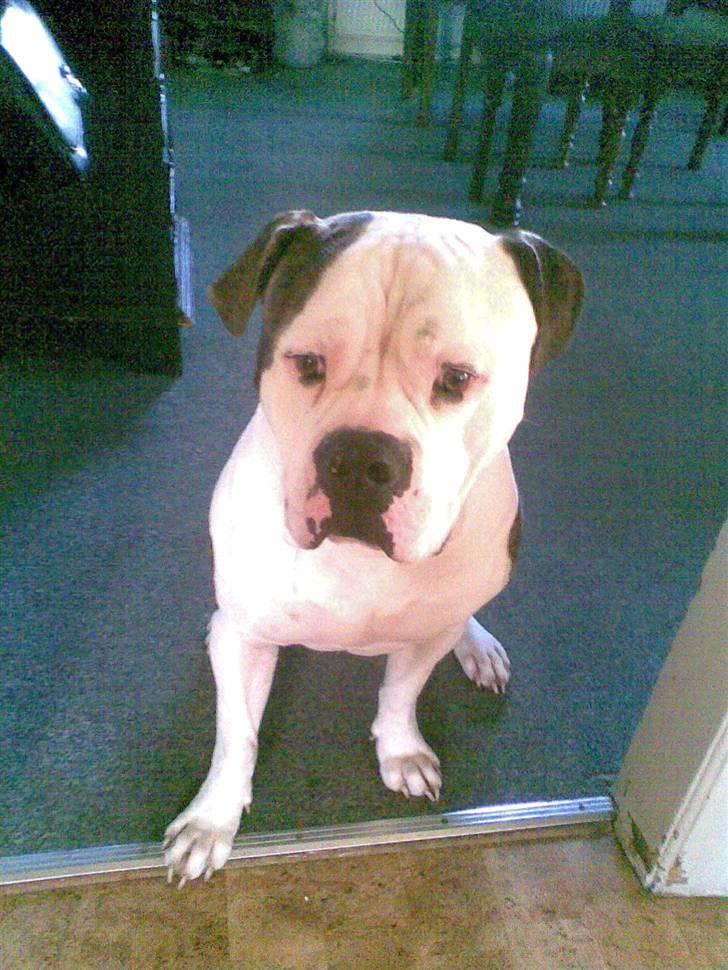 Amerikansk bulldog Zako aKa Underbid billede 6