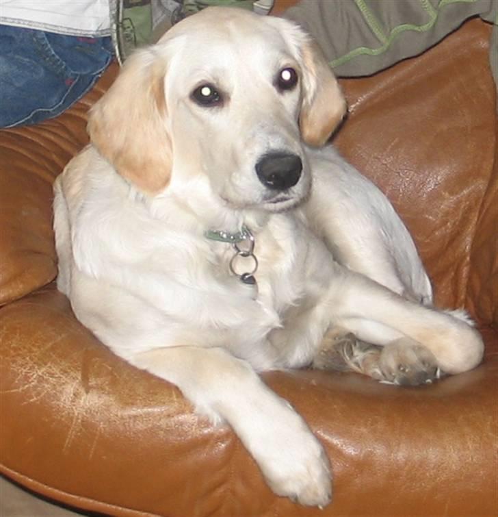 Golden retriever Sika - Sika 5 mdr billede 16