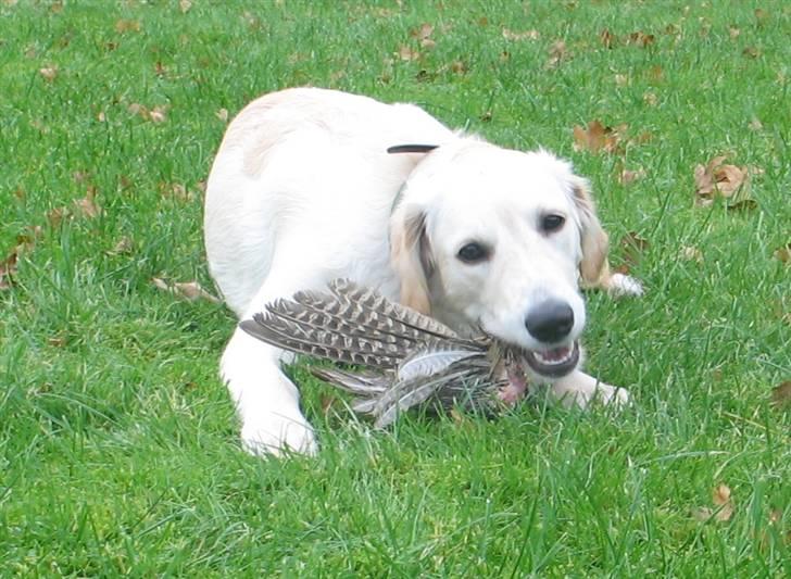 Golden retriever Sika - Man er vel en jagthund!! billede 17