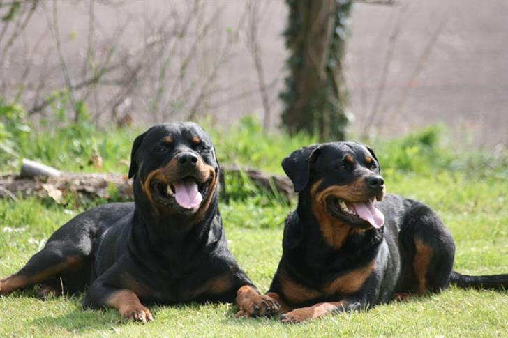 Rottweiler Dikadiabols Obi kenobi  - Obi og Jaffa billede 8