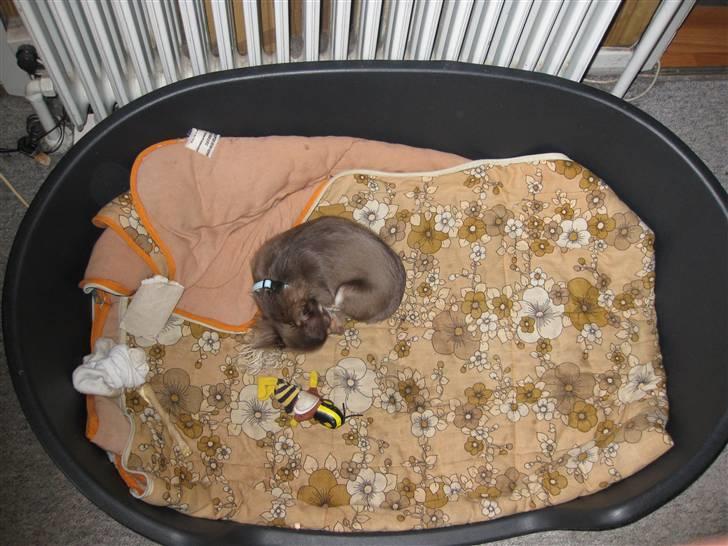 Chihuahua Alladin - Endelig en kurv der passer perfekt til en hund i min størrelse....Zzzzzzzz billede 19