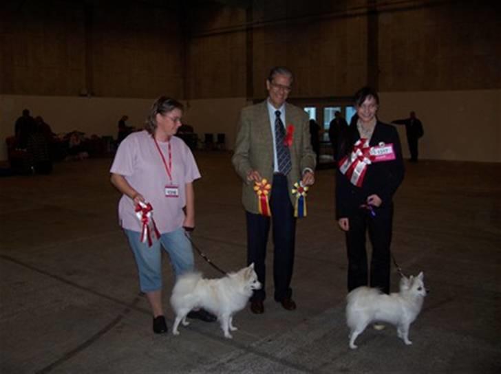 Volpino italiano Hedehuset´s Santa Lucia billede 6