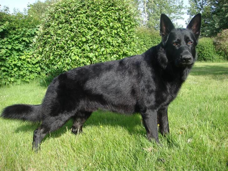 Schæferhund Menza - Jeg er for lækker billede 1