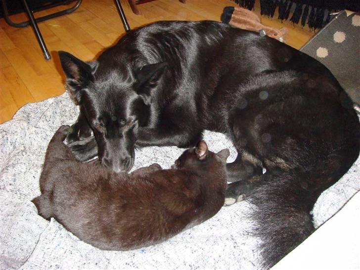 Schæferhund Menza - Menza elsker katte, men altså kun vores egne to. billede 2