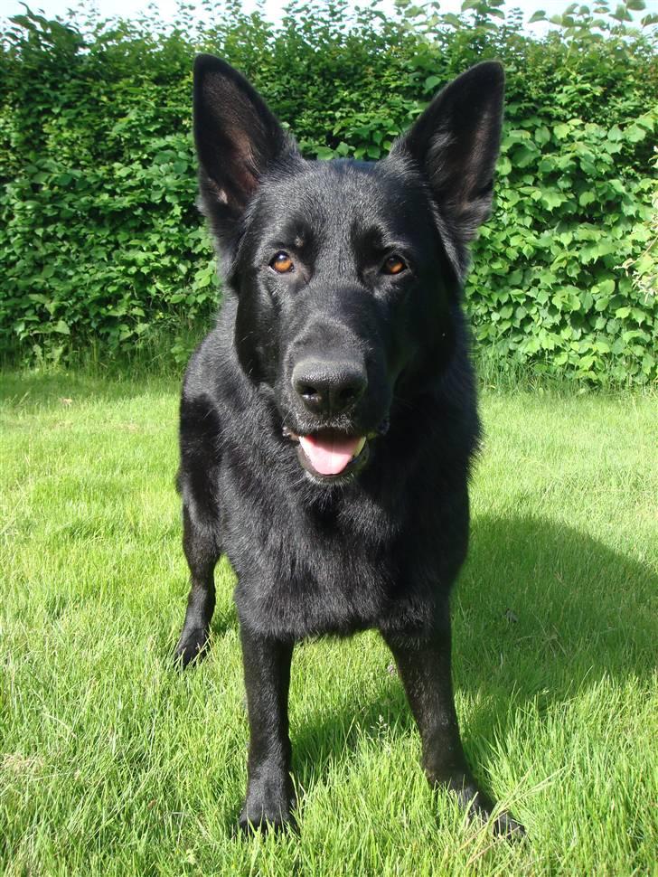 Schæferhund Menza - Jeg er klar, hvad skal vi lave nu billede 3