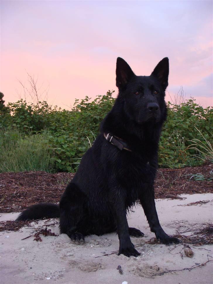 Schæferhund Menza - Nyder solnedgangen på stranden billede 4