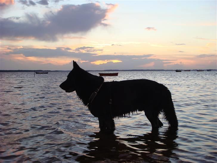 Schæferhund Menza - Stranden er alle tiders. Man kan grave og bade, så bliver det ikke bedre. billede 5