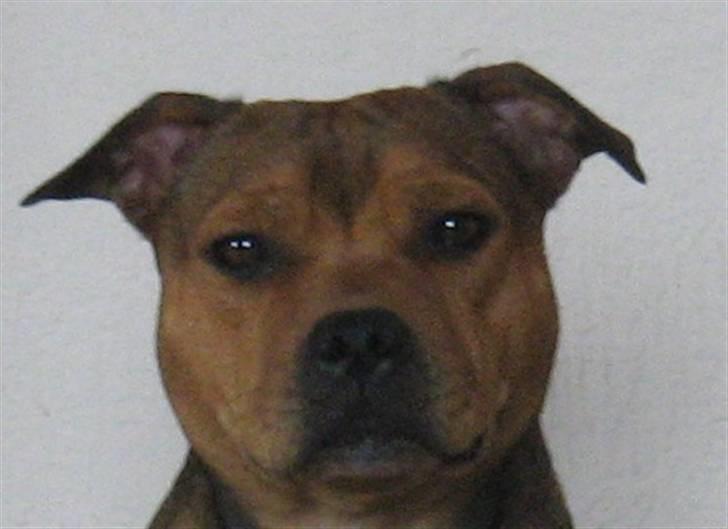 Staffordshire bull terrier Tovdal Quality Queen billede 14