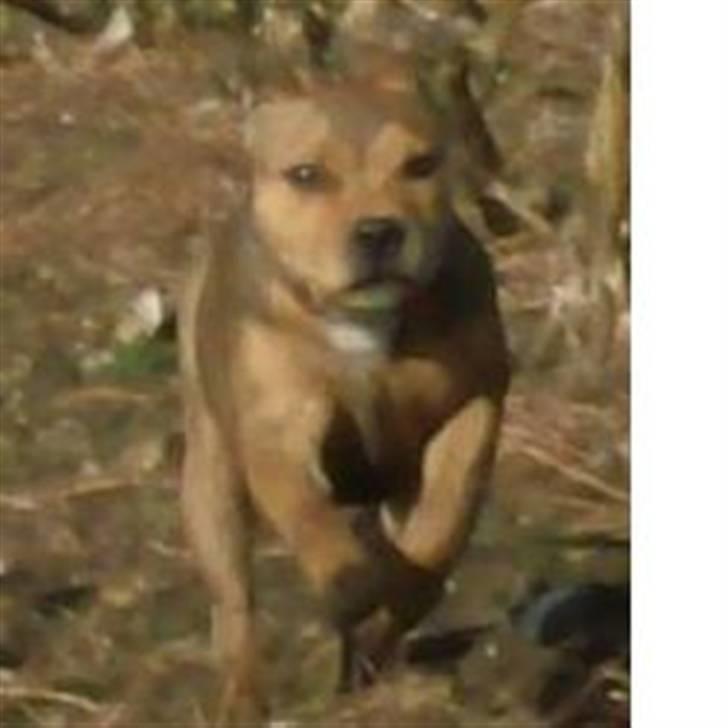 Staffordshire bull terrier Tovdal Quality Queen billede 15