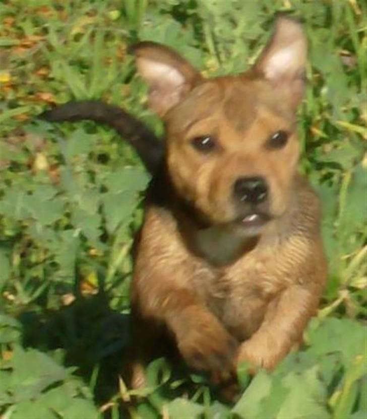 Staffordshire bull terrier Tovdal Quality Queen billede 16