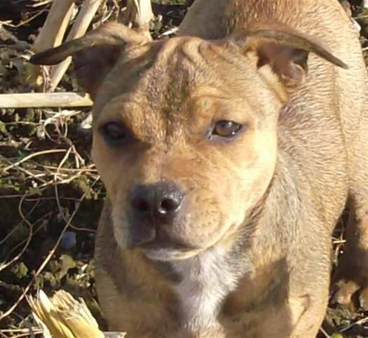 Staffordshire bull terrier Tovdal Quality Queen billede 17