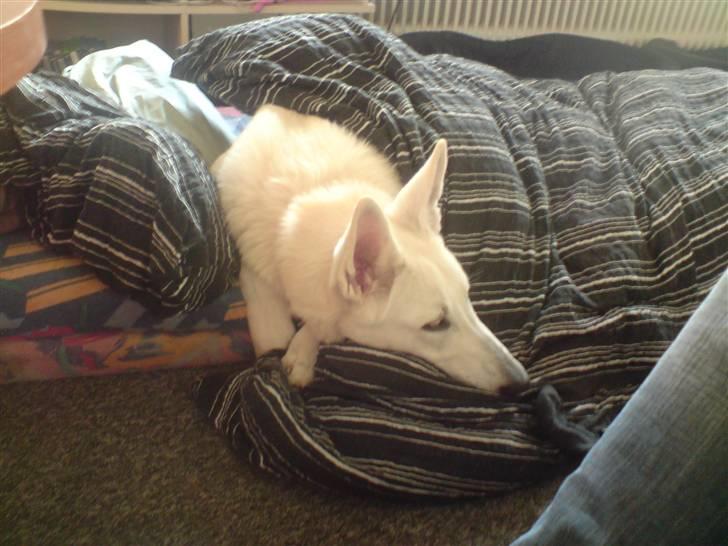 Hvid schæfer Gucci død r.i.p savnet billede 16