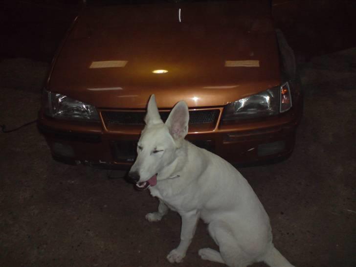 Hvid schæfer Gucci død r.i.p savnet billede 17