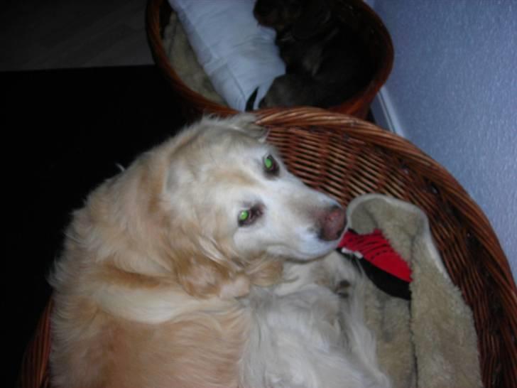 Golden retriever Hermann - Hey! jeg sover her!!! billede 3