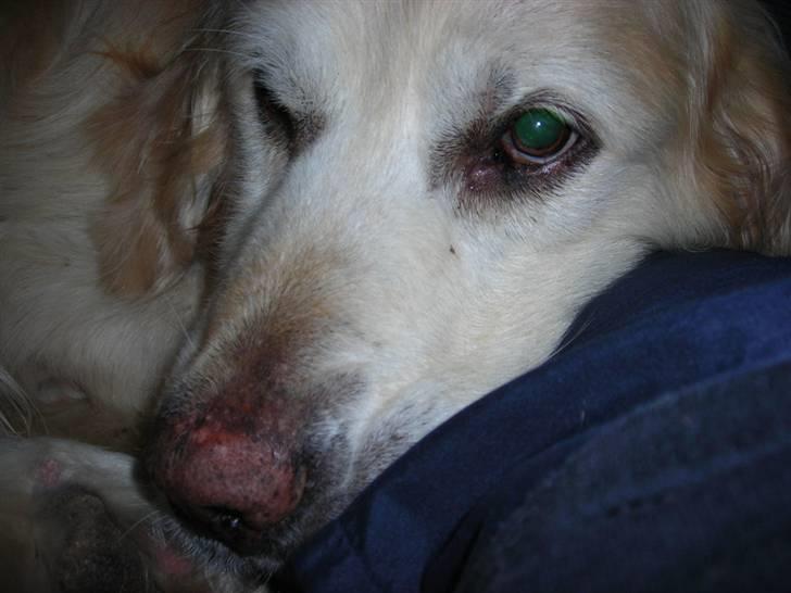 Golden retriever Hermann - Det skønt:) billede 4