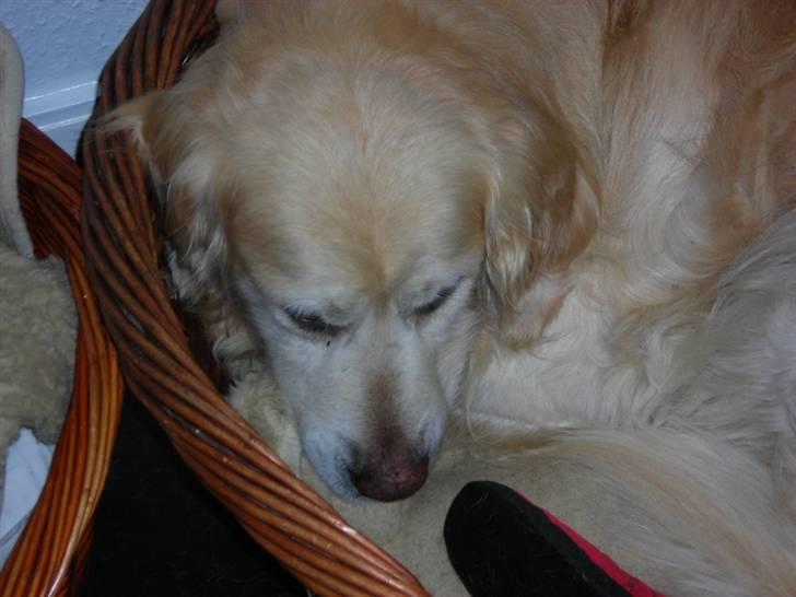 Golden retriever Hermann billede 5