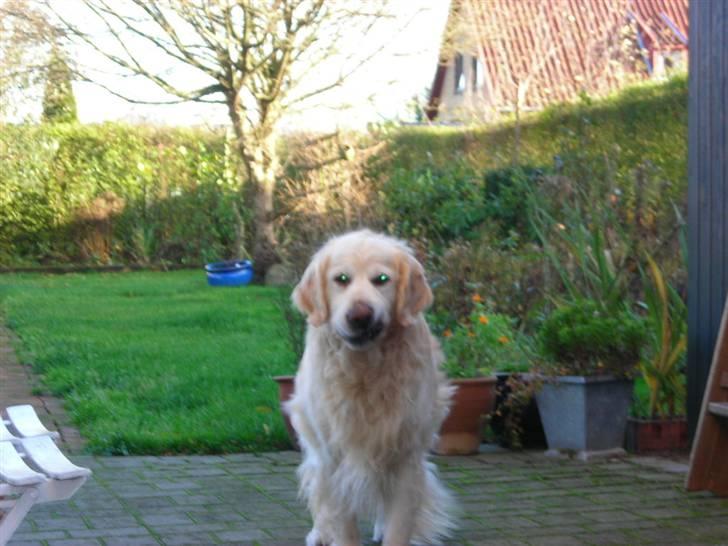 Golden retriever Hermann - Leg nu med mig-.- billede 6