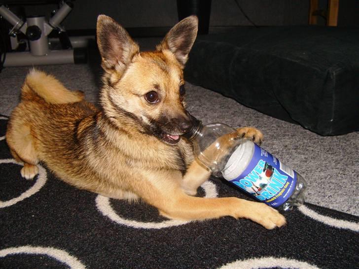 Blanding af racer Smilla - uhhmm smager dejligt billede 5