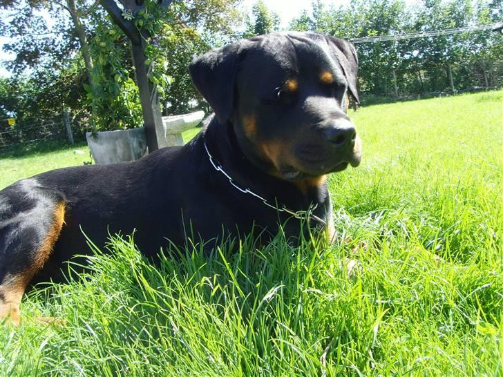 Rottweiler ROFUS billede 17