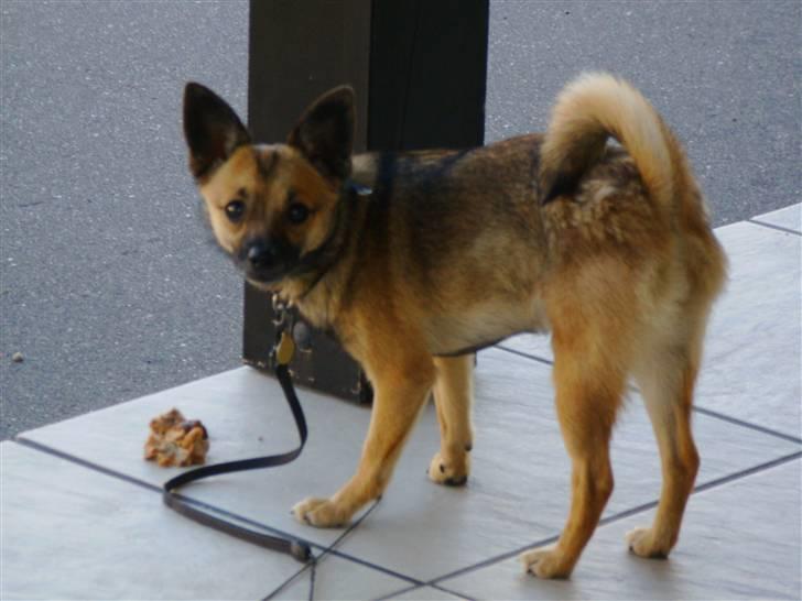 Blanding af racer Smilla - På camping billede 6