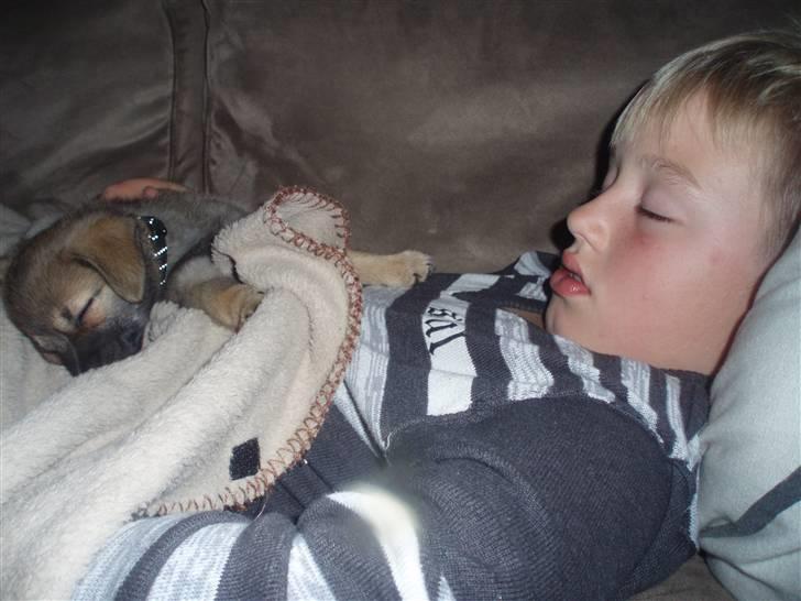 Blanding af racer Smilla - Første dag hos min nye familie, med mange nye indtryk og det bliver man meget træt af. billede 7