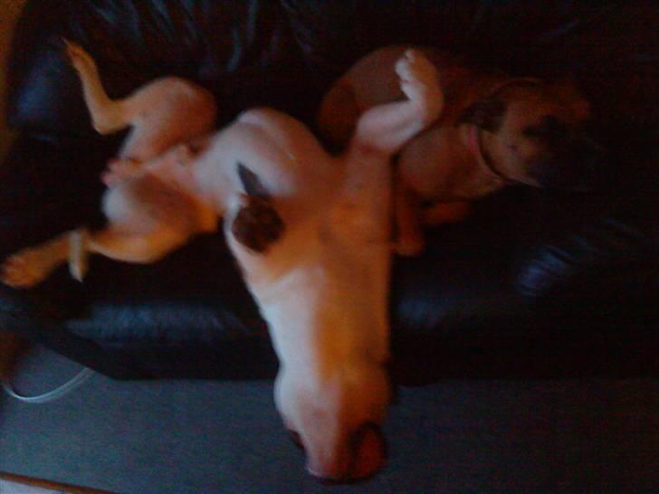 Amerikansk bulldog Zako aKa Underbid - Jeg fylder lidt på sofaen, heldigt at Trille er så lille :o) billede 7