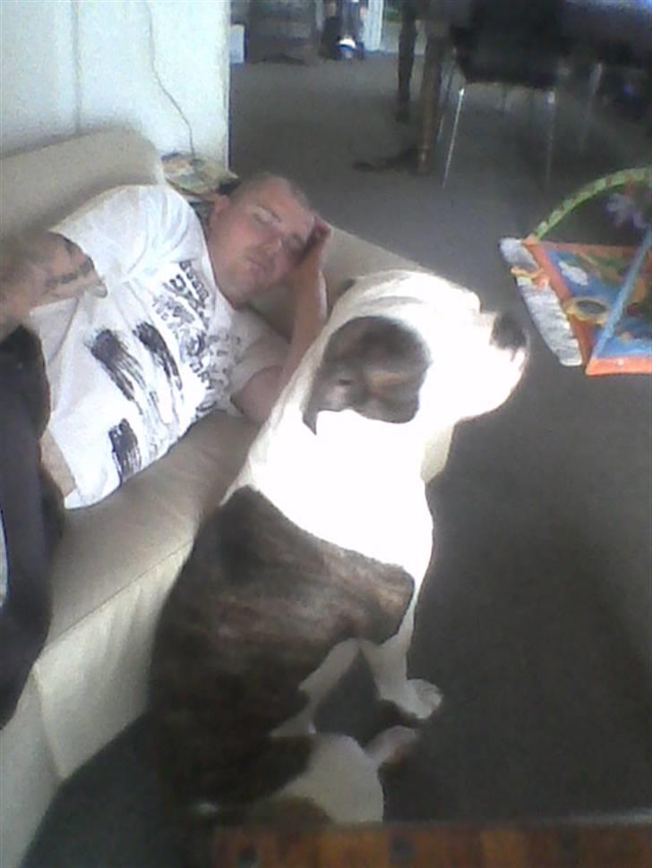 Amerikansk bulldog Zako aKa Underbid - Sidder og venter spændt på at hans far gider vågne så han kan kæle :-) billede 8