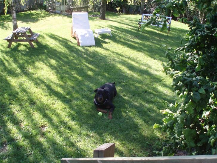 Rottweiler Boss billede 1