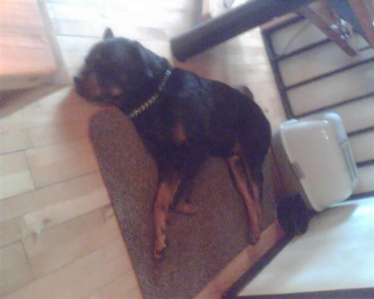 Rottweiler Boss billede 2