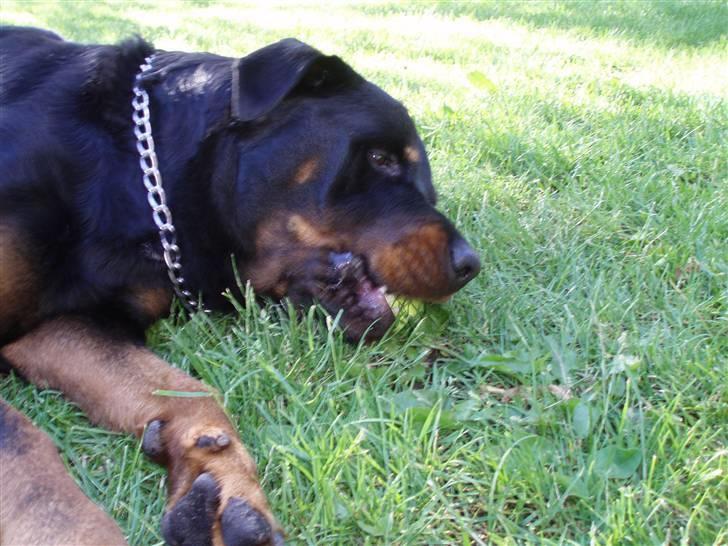 Rottweiler Boss billede 4