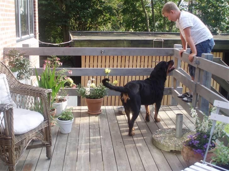 Rottweiler Boss billede 5