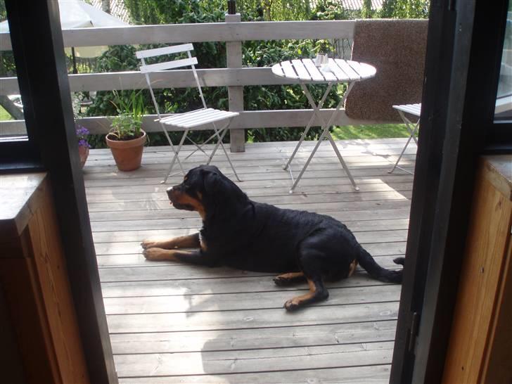 Rottweiler Boss billede 6