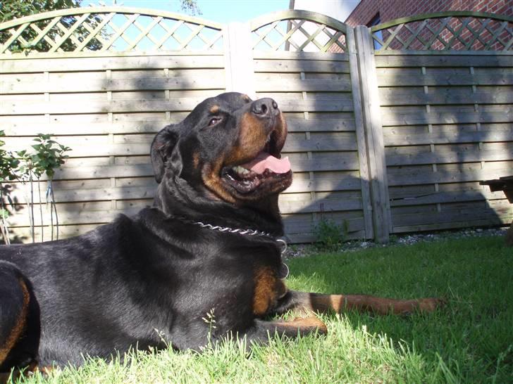 Rottweiler Boss billede 7