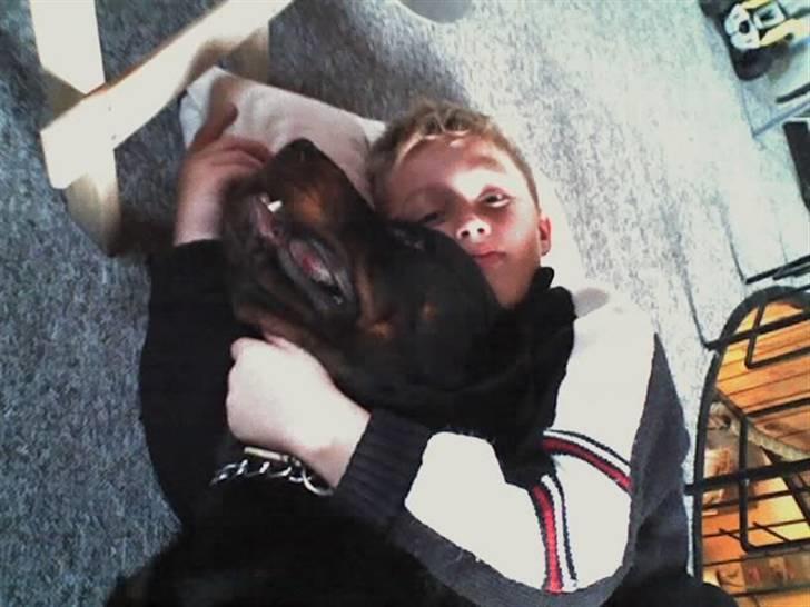 Rottweiler Boss billede 8