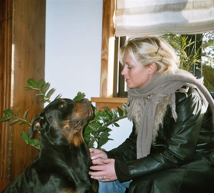 Rottweiler Boss billede 9