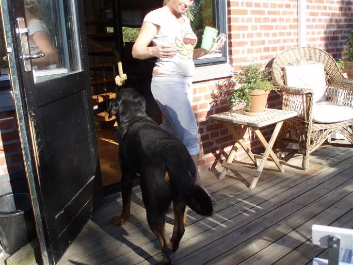 Rottweiler Boss billede 10