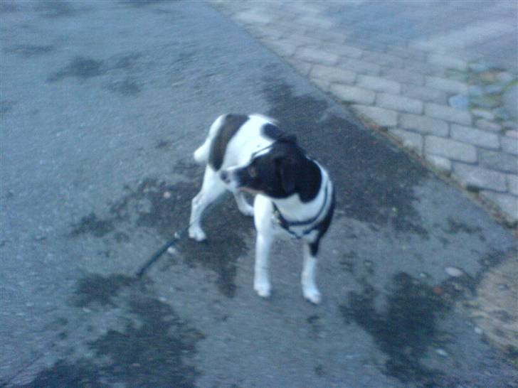 Glathåret foxterrier Felix - mormors <3 - :b billede 8