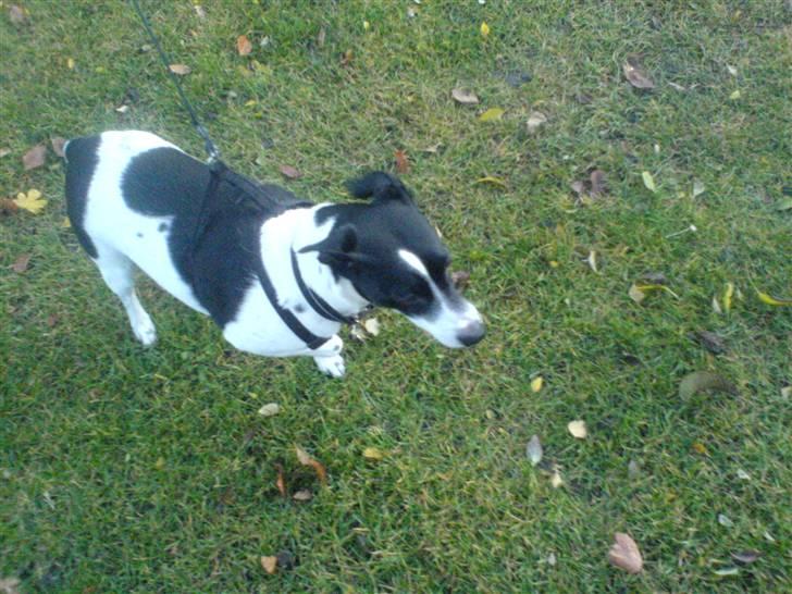 Glathåret foxterrier Felix - mormors <3 - <3 billede 9