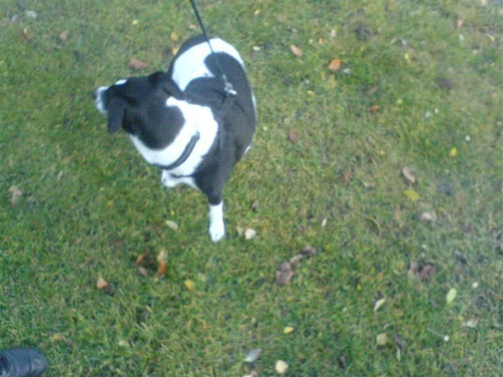 Glathåret foxterrier Felix - mormors <3 - ily <3 billede 10