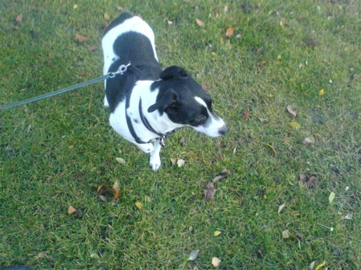 Glathåret foxterrier Felix - mormors <3 - ´Felix?(;. billede 11