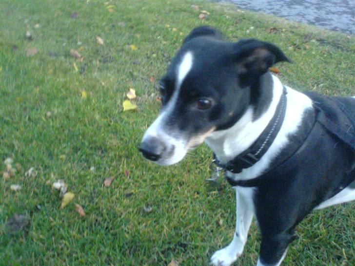 Glathåret foxterrier Felix - mormors <3 - ´jeg synes nu han er dejlig d: <3 billede 12