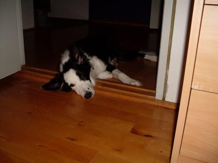 Border collie Chanti *nyt hjem* billede 18