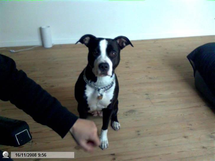 Amerikansk staffordshire terrier chili - chili har fået øje på min rugbrøds mad billede 1