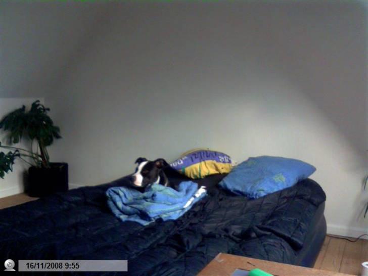 Amerikansk staffordshire terrier chili - Zzz så gik hun i seng igen efter maden billede 2